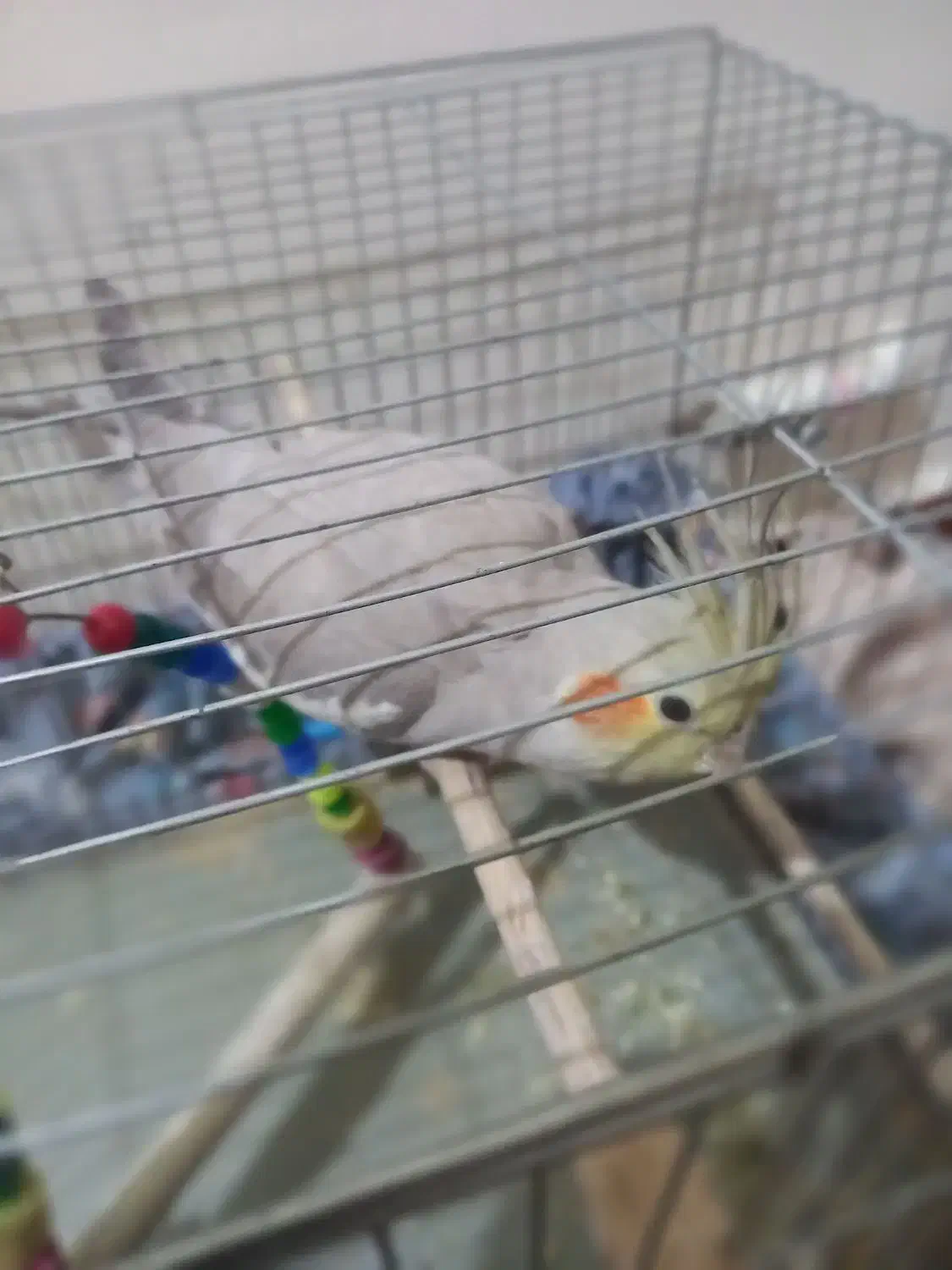 عروس هلندی|پرنده|عجب شیر, |دیوار