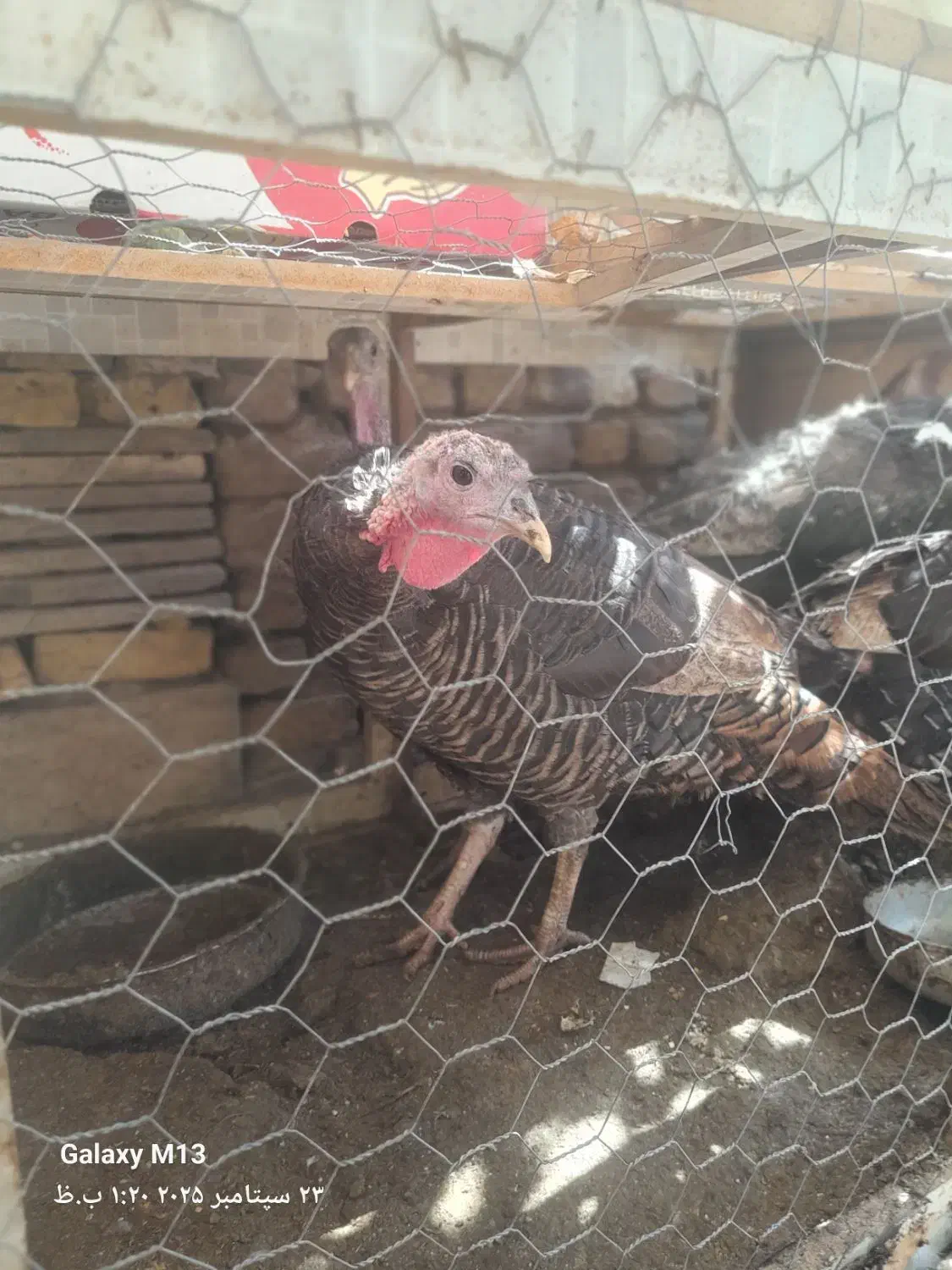 فروش بوقلمون|پرنده|رفسنجان, |دیوار