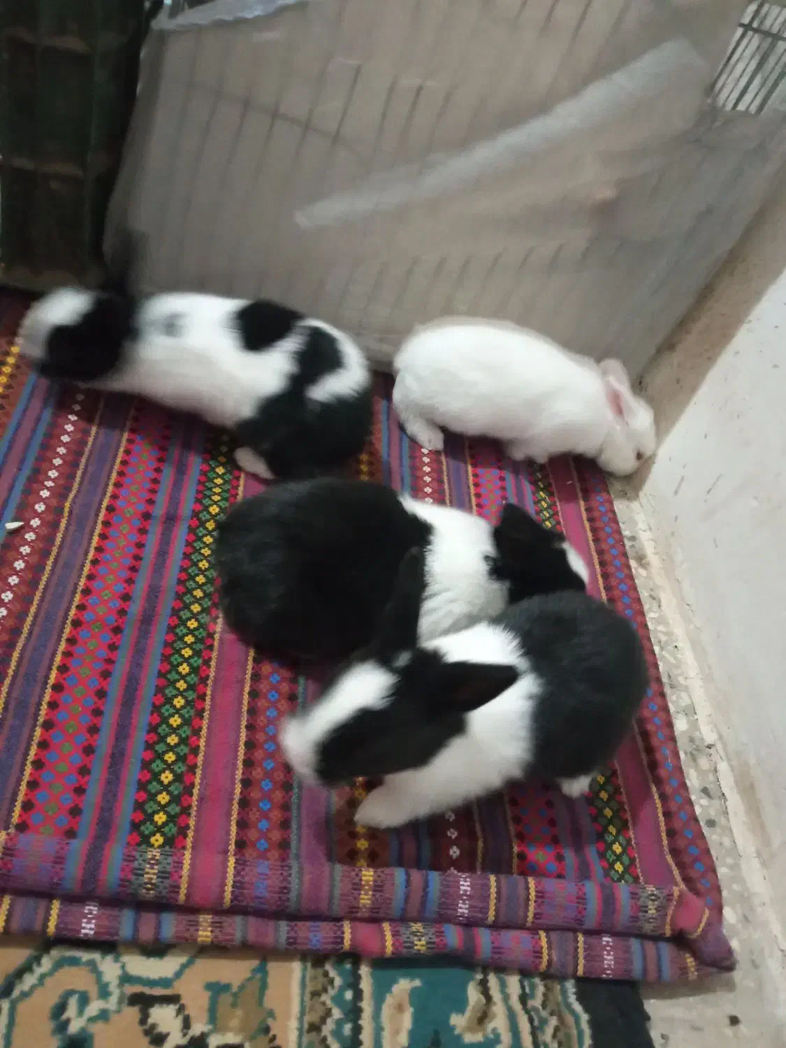 خرگوش|موش و خرگوش|آزادشهر, |دیوار