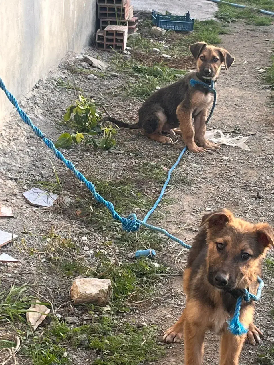 ۲توله ژرمن با مادر|سگ|بهشهر, |دیوار