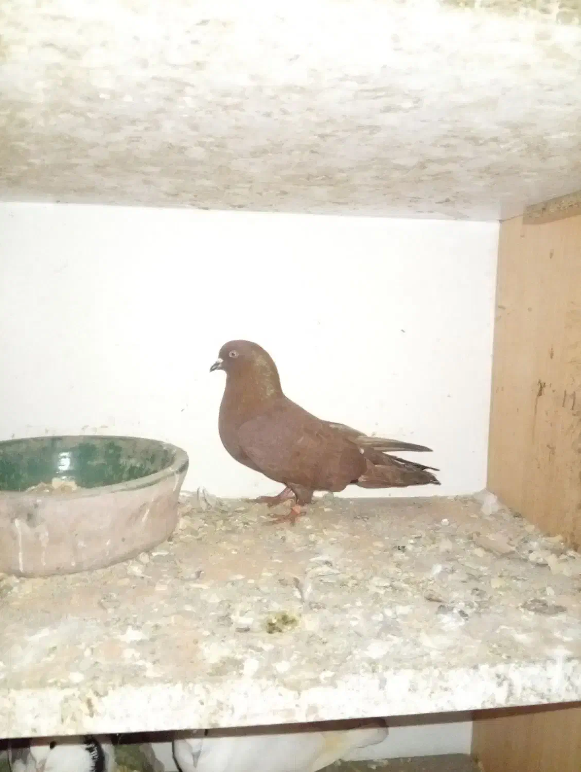 کبوتر سرخ انگلیسی|پرنده|رشت, کوی حسینی|دیوار