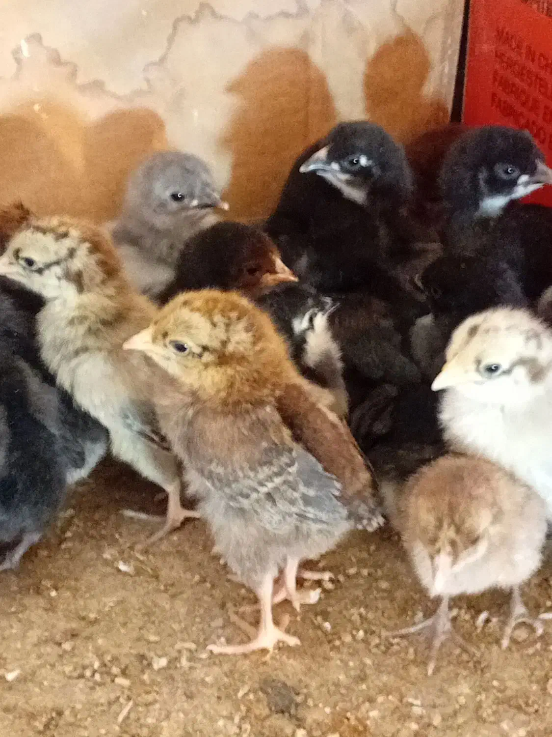 فروش ۵۰ عدد جوجه عربی|حیوانات مزرعه|رامشیر, |دیوار