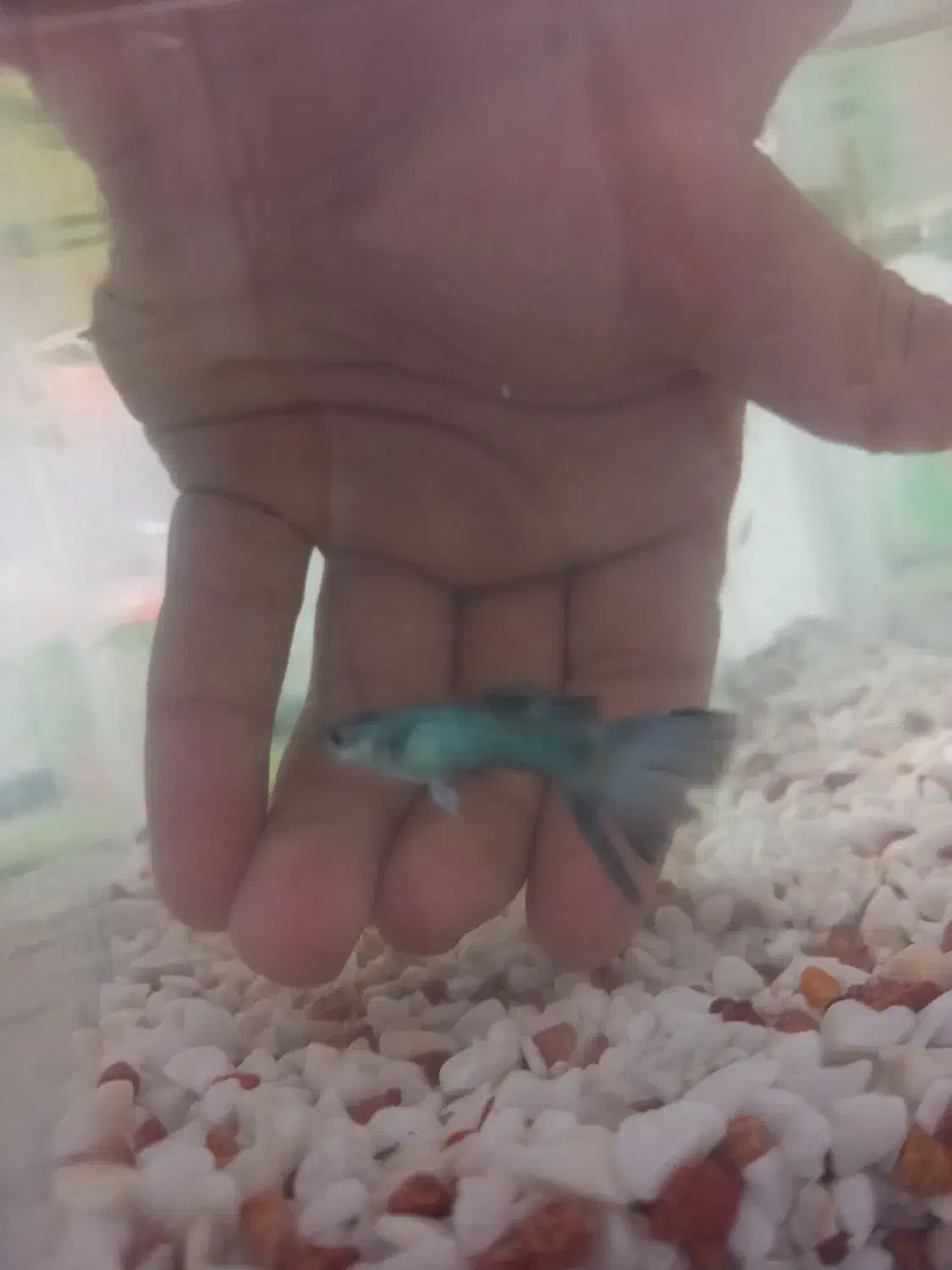 یک جفت ماهی مولی و یک جفت ماهی گوپی سر زنده و مولد|ماهی|قم, سعادتی|دیوار