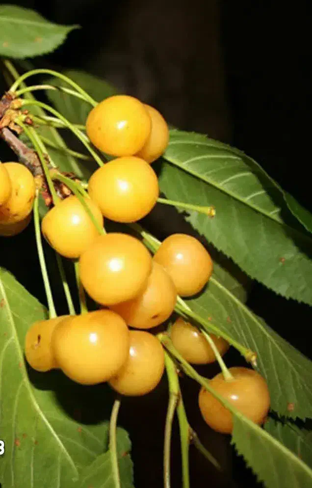 نهال گیلاس زرد اورمیه لیبل دار پیشفروش|خدمات باغبانی و درختکاری|بستان آباد, |دیوار