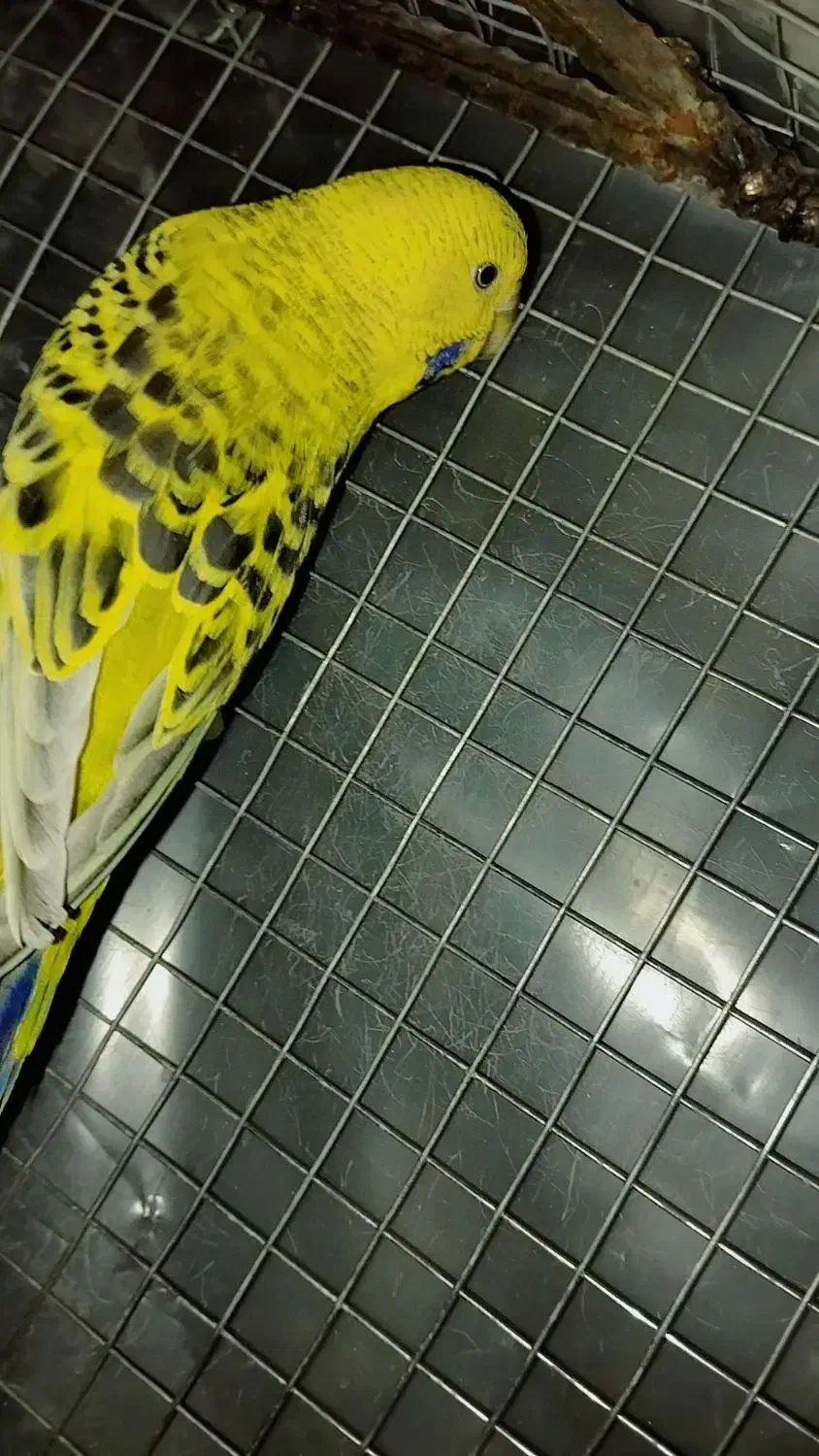 مرغ عشق انگلیسی رینبو اسپانگل خاص ضمانتی|پرنده|خاش, |دیوار