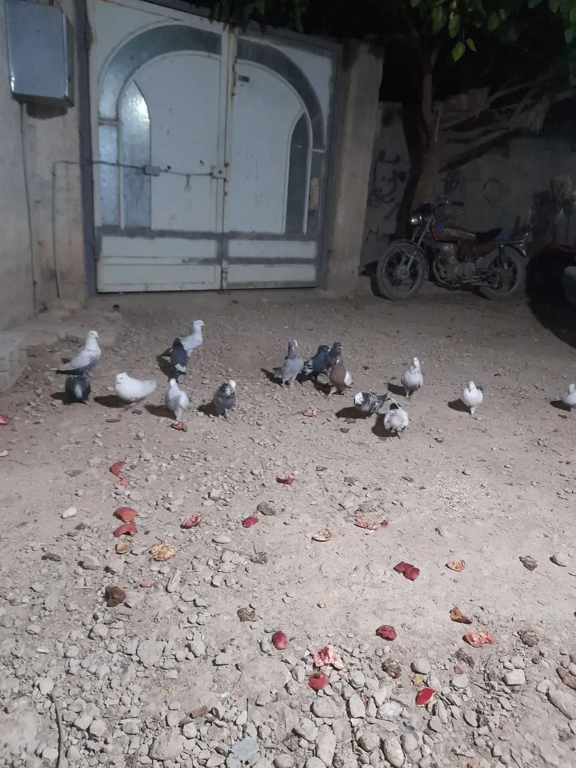 کبوتر|پرنده|کوه چنار, |دیوار