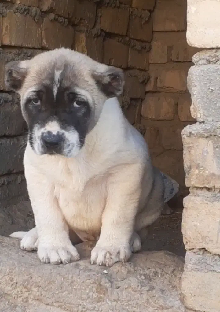 توله سرابی درجه یک|سگ|تهران, آبشار تهران (دریاچه)|دیوار