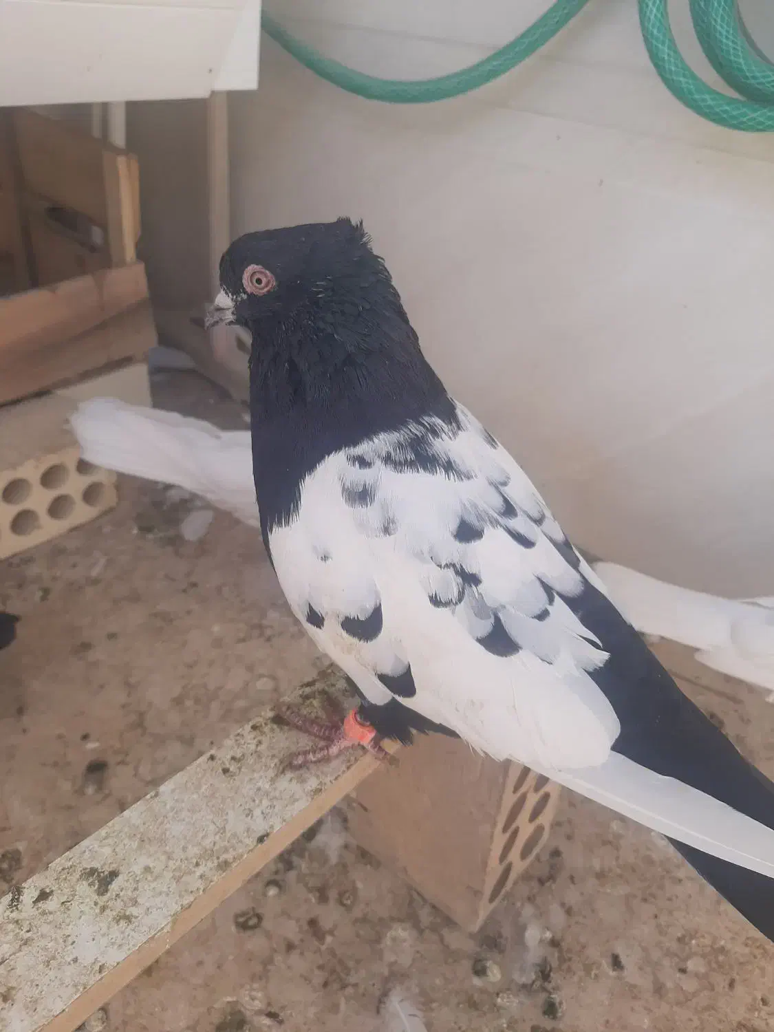 کبوتر|حیوانات|آبادان, |دیوار