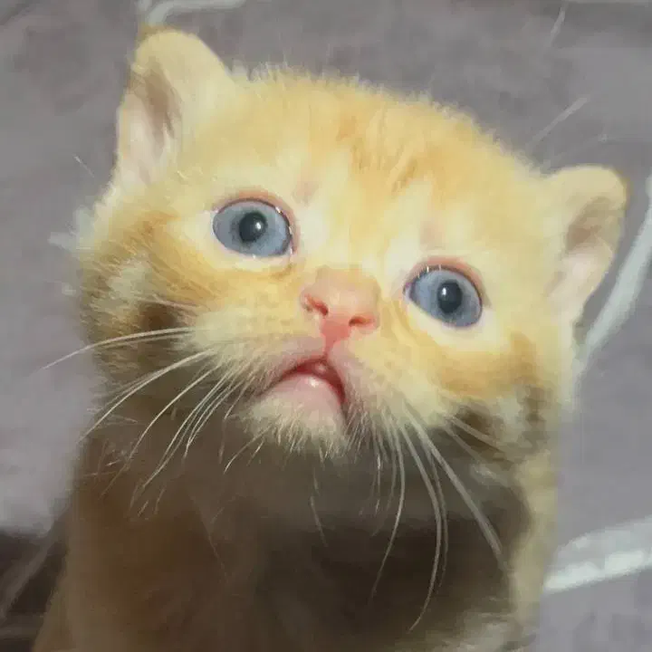 گربه بریتیش و اسکاتیش|گربه|گنبد کاووس, |دیوار