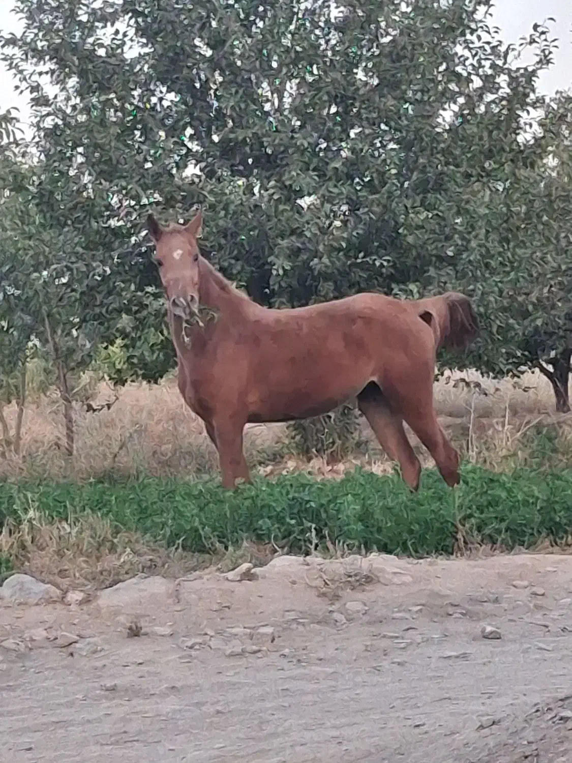 مادیان عرب مصری|اسب و تجهیزات اسب‌سواری|گلپایگان, |دیوار