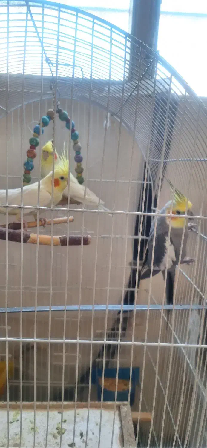 عروس هلندی ۲تانر یدونه ماده .چند کلمه حرف میزنن|پرنده|بروجرد, |دیوار