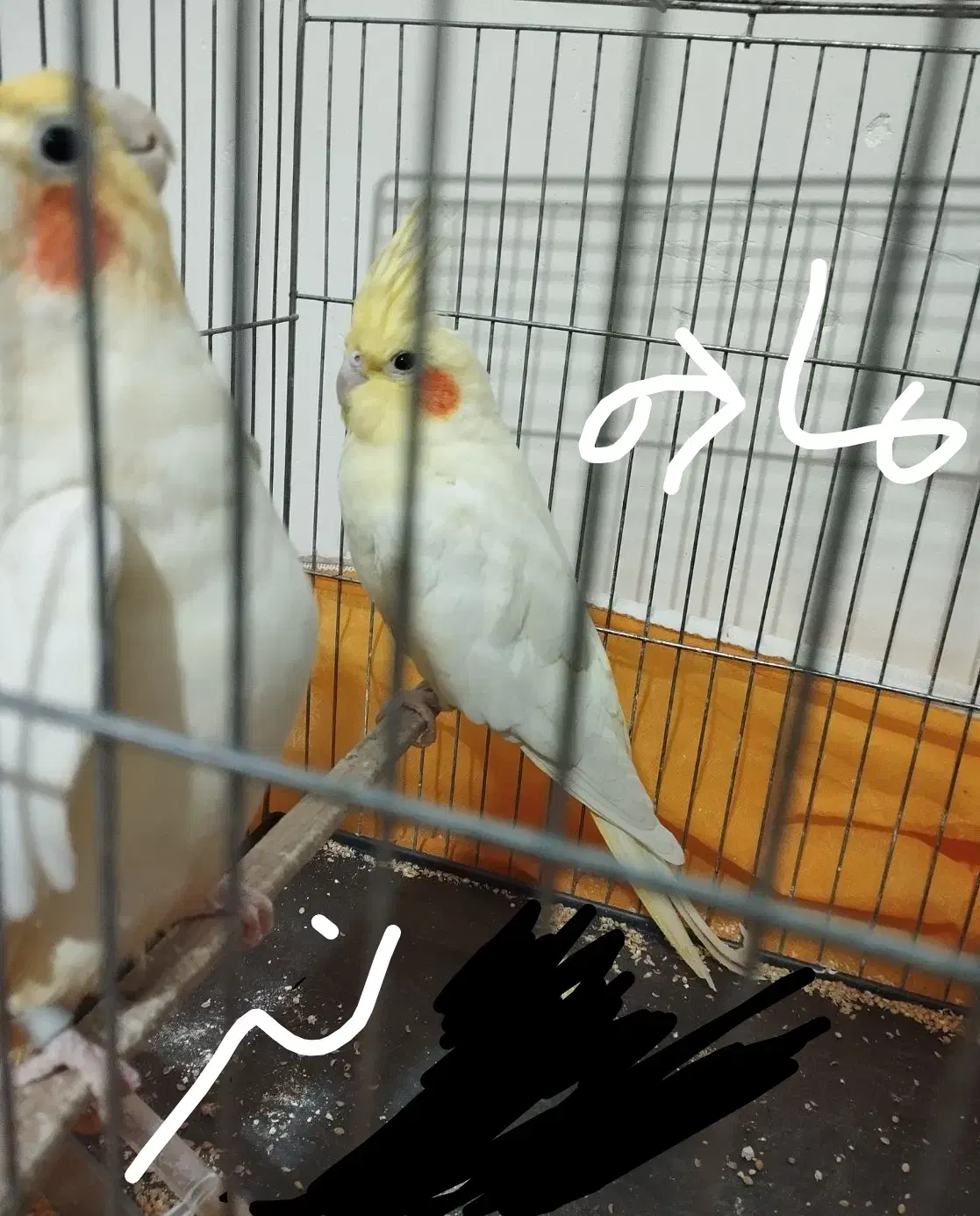 جفت عروس هلندی .روی سه تا تخم|پرنده|ایرانشهر, |دیوار