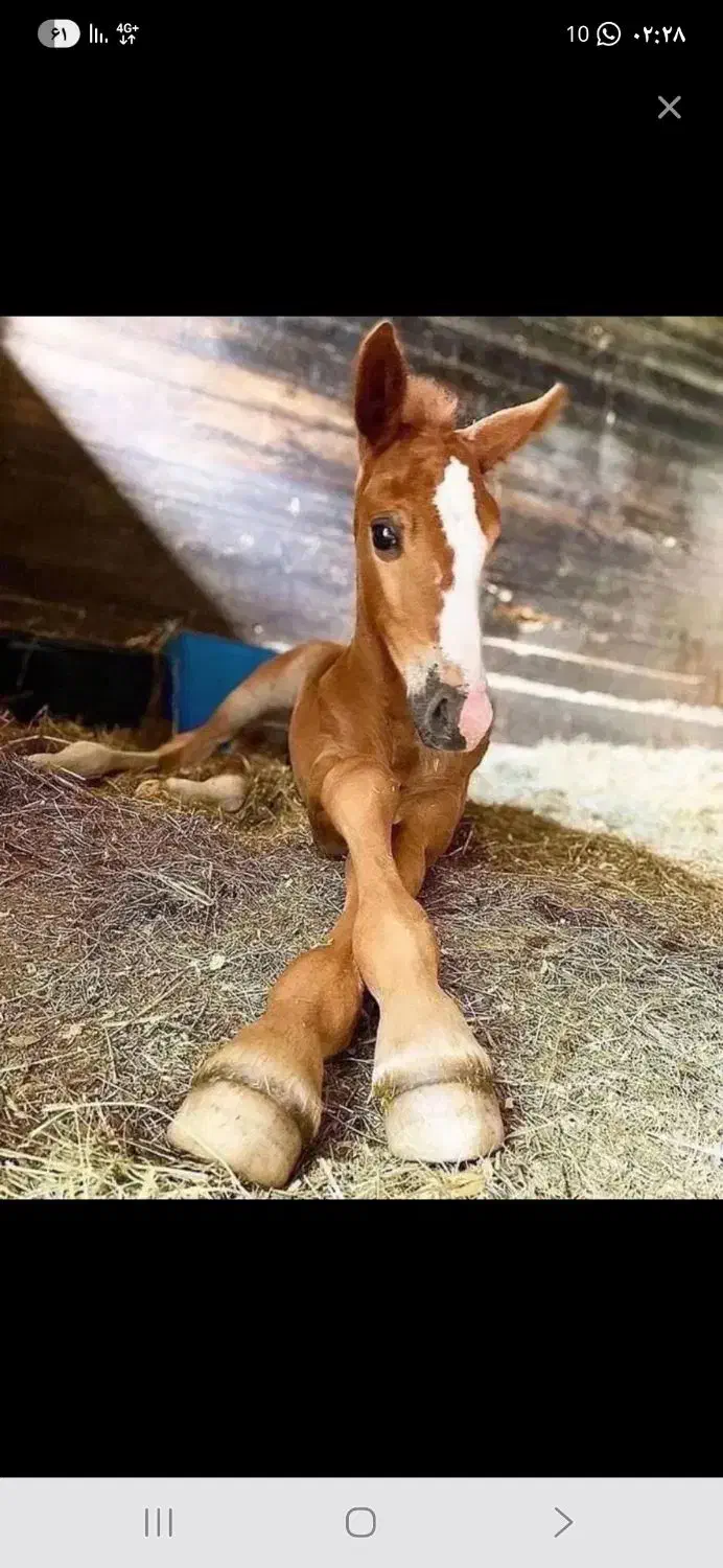 کره نریون عرب خالص|اسب و تجهیزات اسب‌سواری|بندر ماهشهر, |دیوار