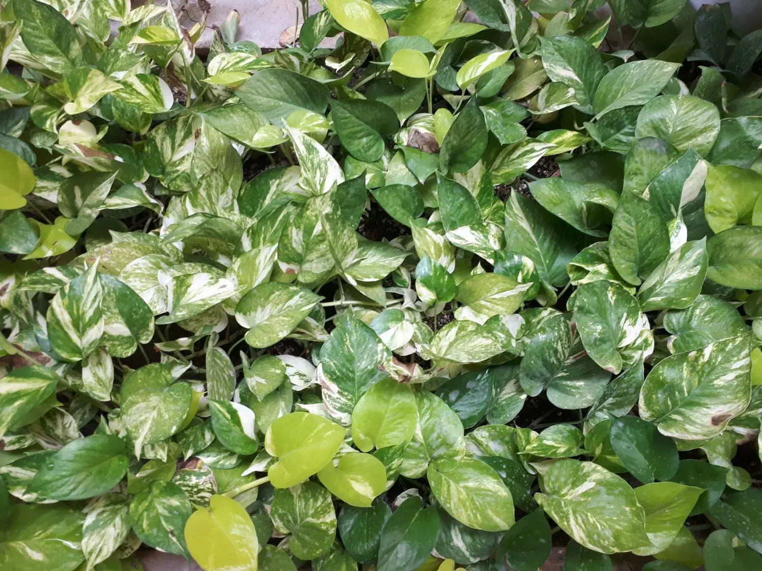 پتوس|گل و گیاه طبیعی|قشم, |دیوار