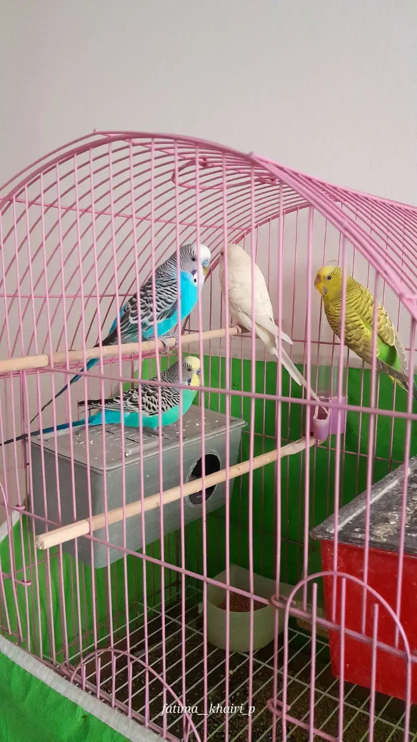 مرغ عشق|پرنده|پرند, فاز ۵|دیوار