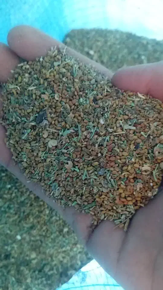 بذر یونجه گرمسیری|خدمات باغبانی و درختکاری|جیرفت, |دیوار