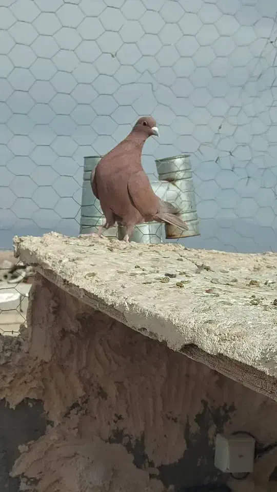 گلی نر عطیقه و ماده کلاغ خوشکل|پرنده|رفسنجان, |دیوار