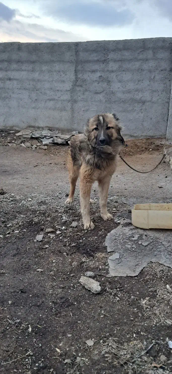 سگ نگهبان|سگ|درگزین, |دیوار