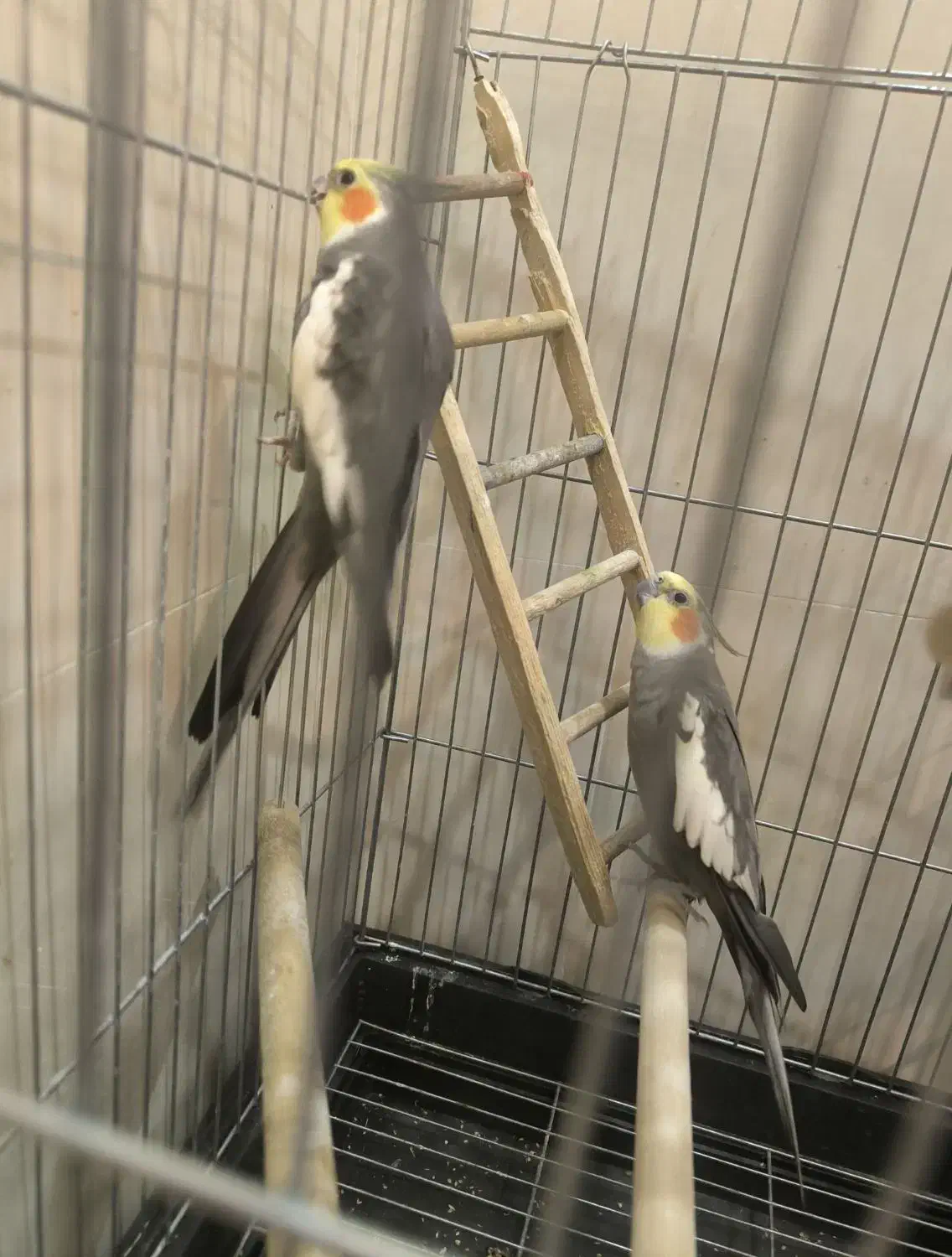 عروس هلندی سخنگو با قفس|پرنده|ری, دیلمان|دیوار