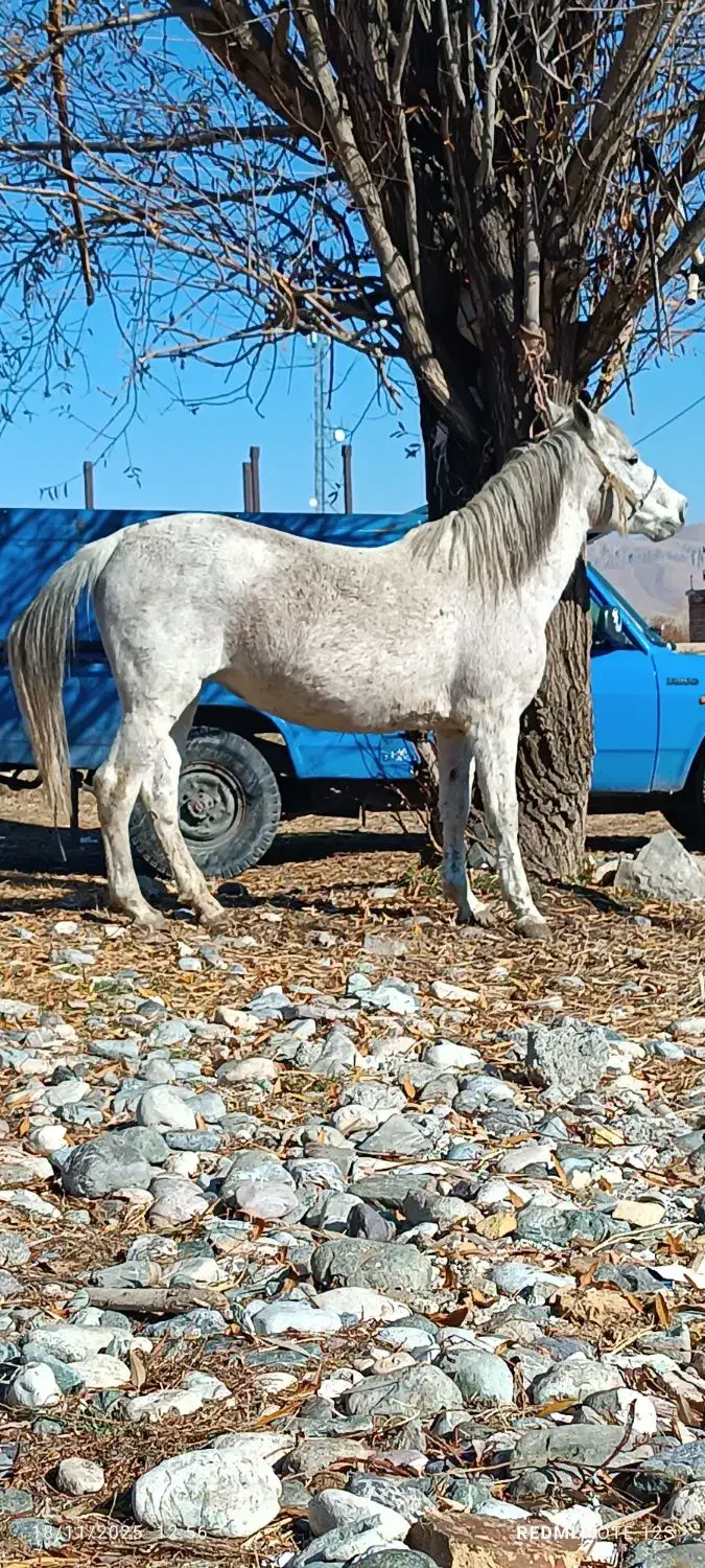 اسب مادیون|اسب و تجهیزات اسب‌سواری|سیلوانه, |دیوار