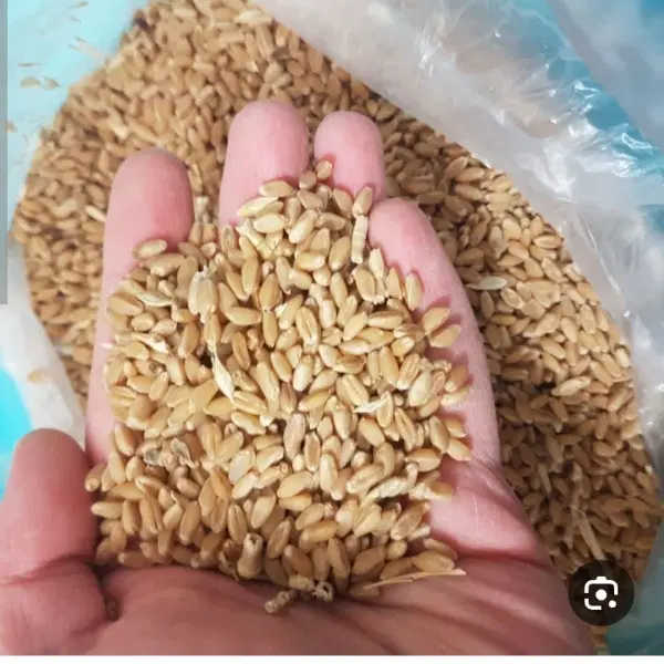 گندم|خدمات باغبانی و درختکاری|میاندوآب, |دیوار