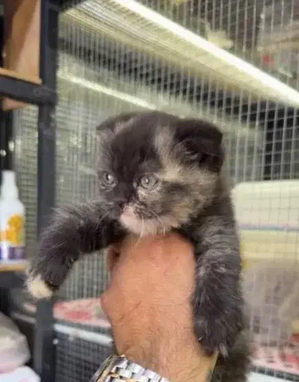 گربه|گربه|کرمان, |دیوار