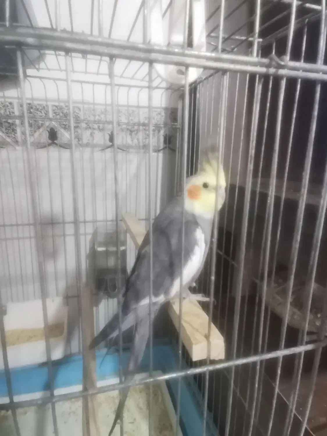 پرنده عروس هلندی سخنگو|پرنده|زرقان, |دیوار