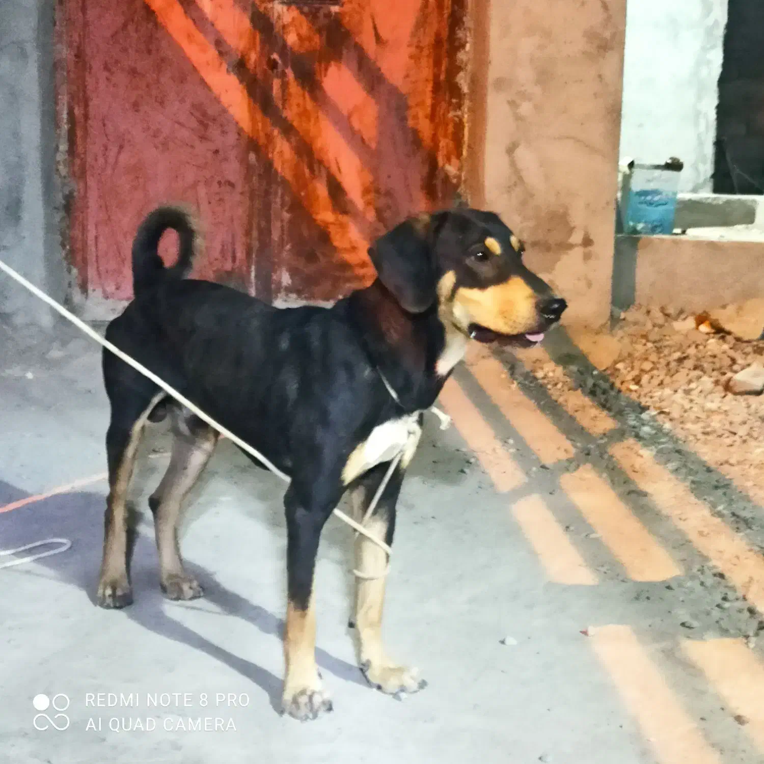 سگ نر|سگ|جیرفت, |دیوار