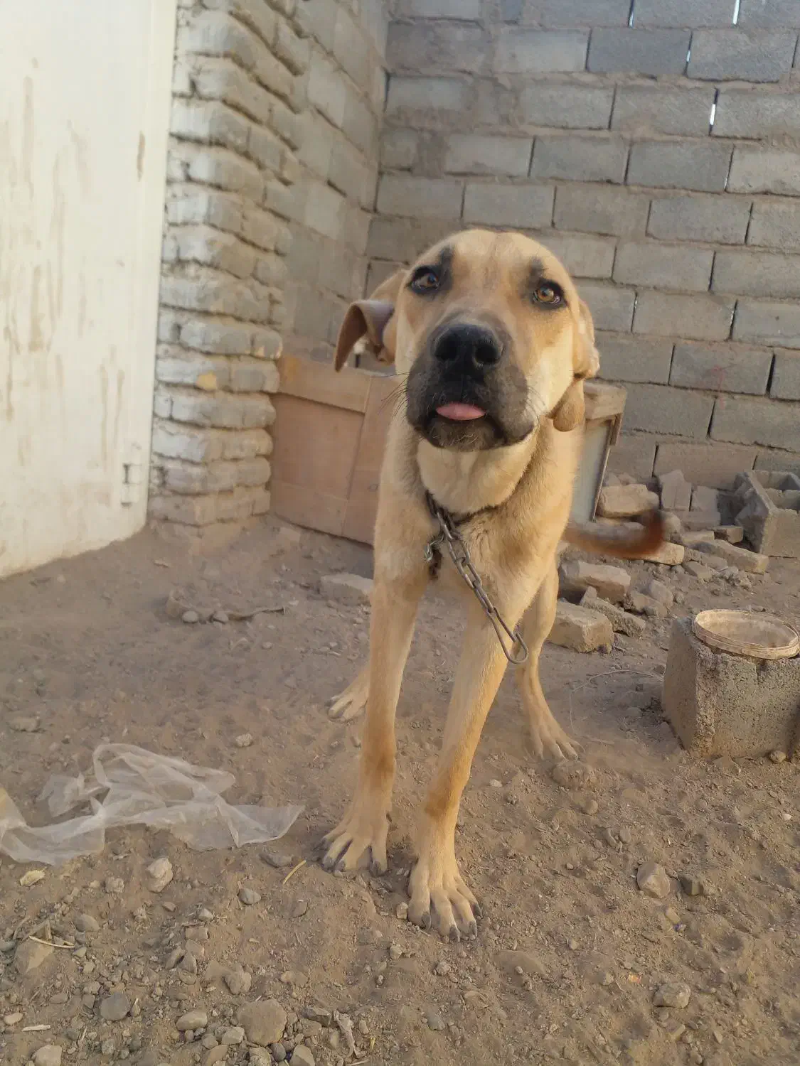 توله سرابی هیکل ۹ماهه نر موقعیت شهرستان فریمان|سگ|مشهد, نوفل لوشاتو|دیوار