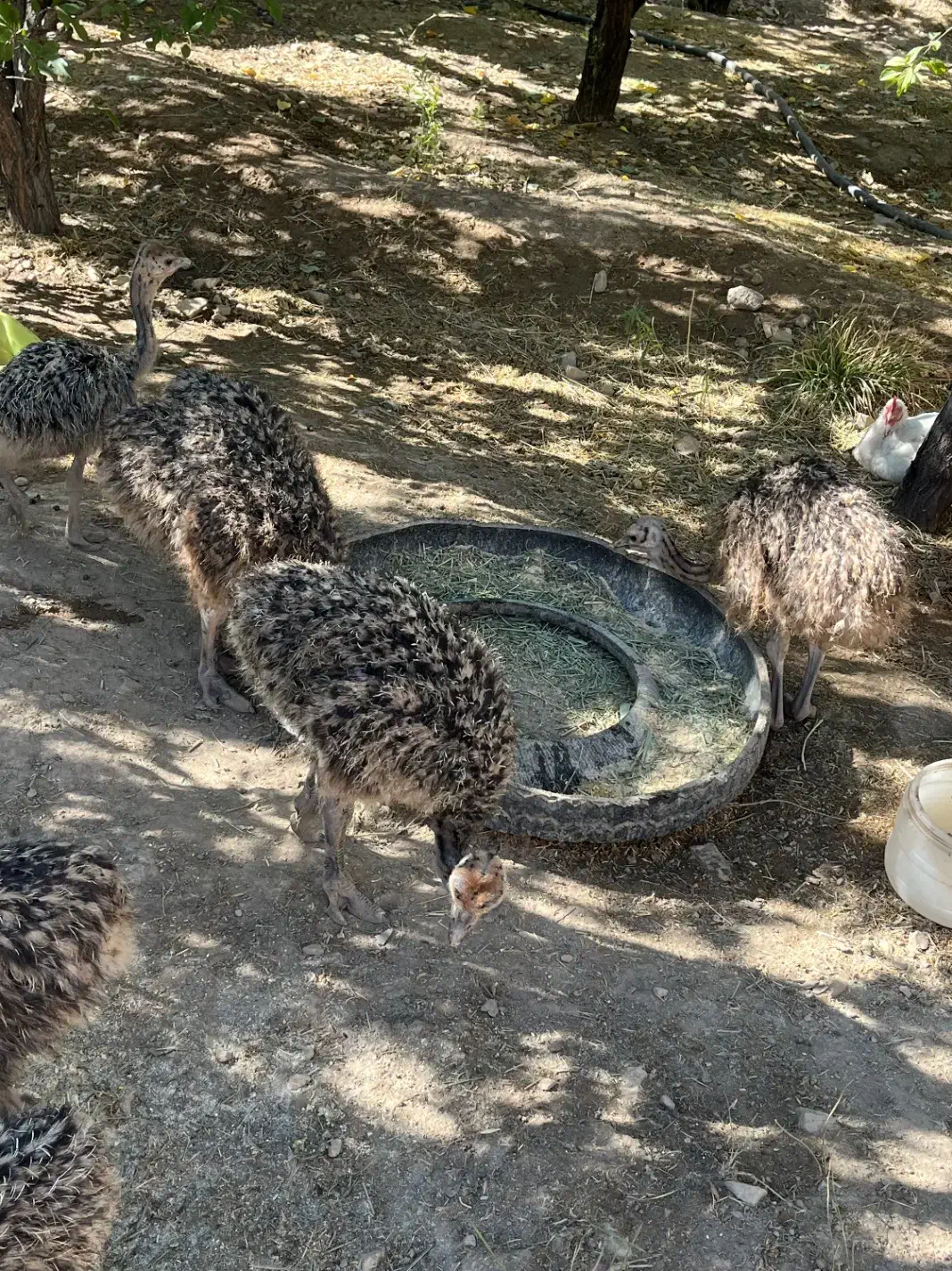 شترمرغ|حیوانات مزرعه|آبگرم, |دیوار