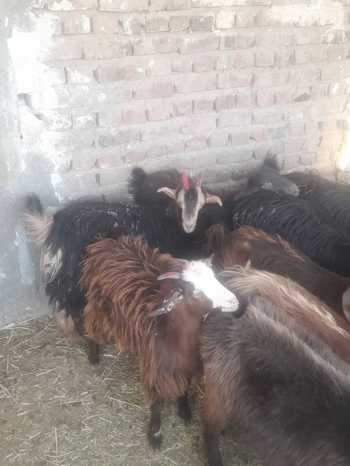 بزغاله چاق|حیوانات مزرعه|زاهدان, |دیوار