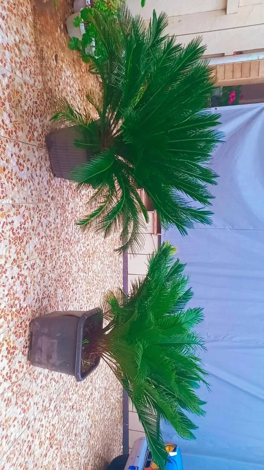 نخل سیکاس|گل و گیاه طبیعی|رضوانشهر, |دیوار