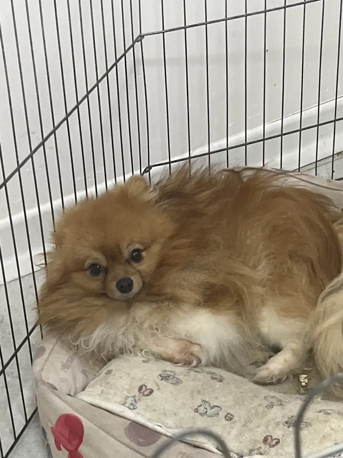 سگ نر دوساله|سگ|بندرعباس, |دیوار