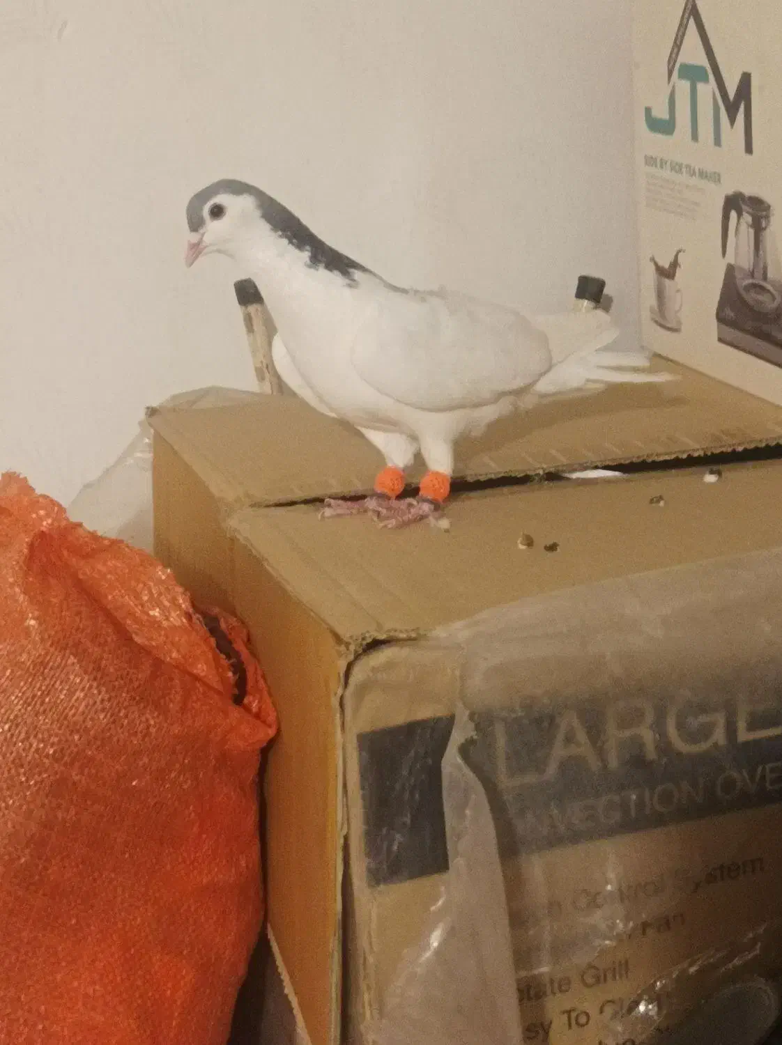 دو عدد کبوتررنگه|پرنده|مشهد, انصار|دیوار