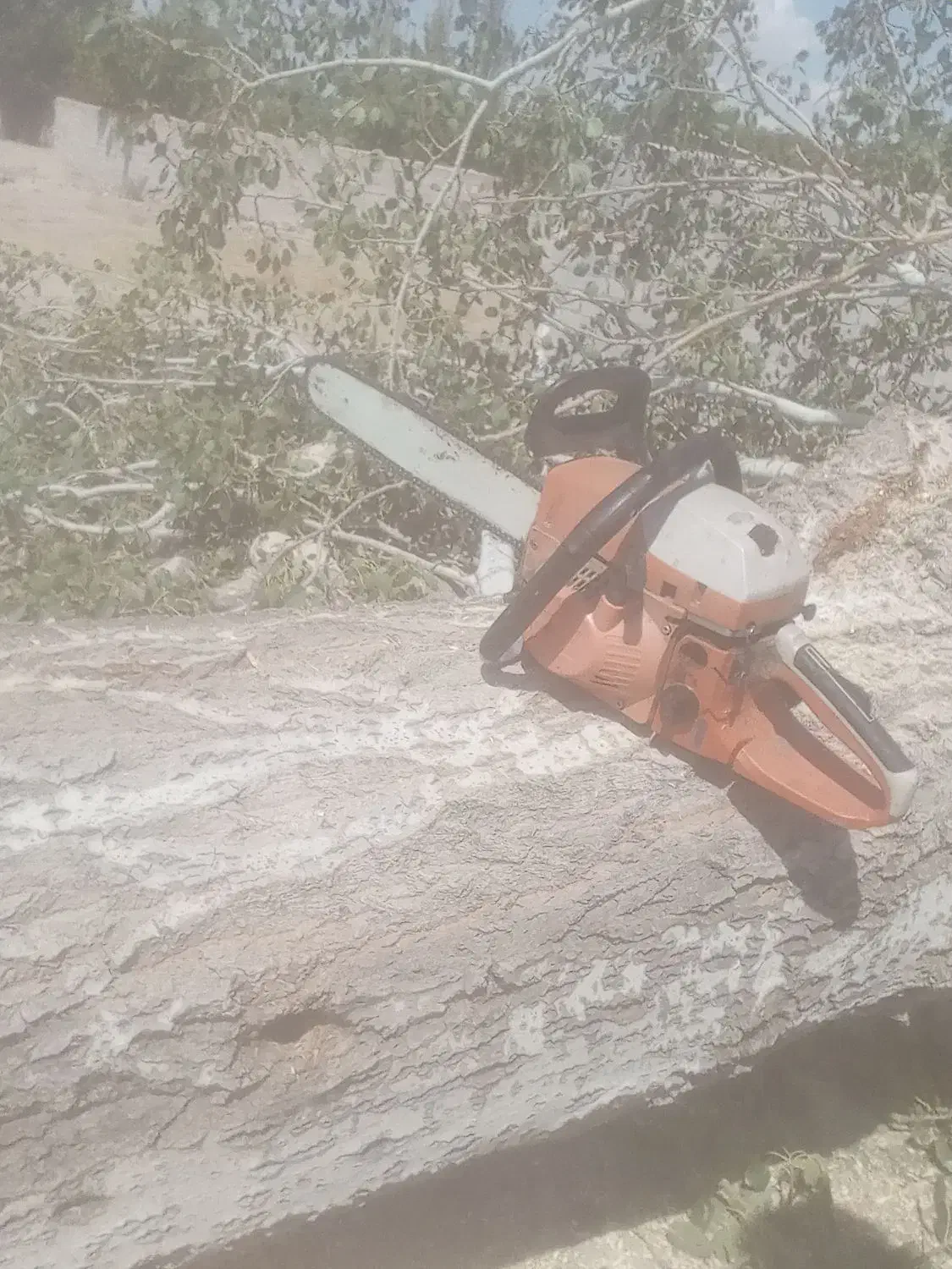 خریدانواعدرخت.خریدارچوببرشترخشکهرس|خدمات باغبانی و درختکاری|تبریز, |دیوار