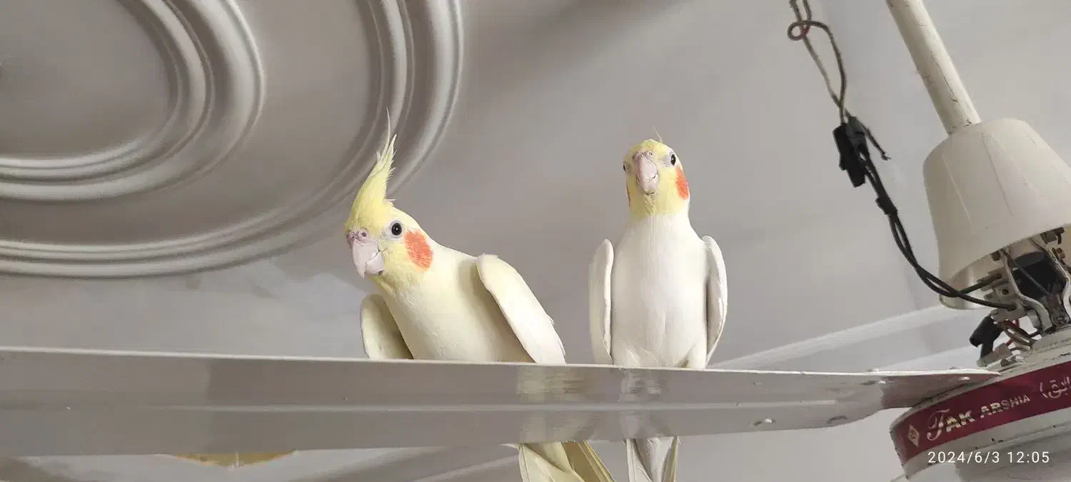 عروس هلندی فروشی|پرنده|قم, شهید صیاد شیرازی|دیوار