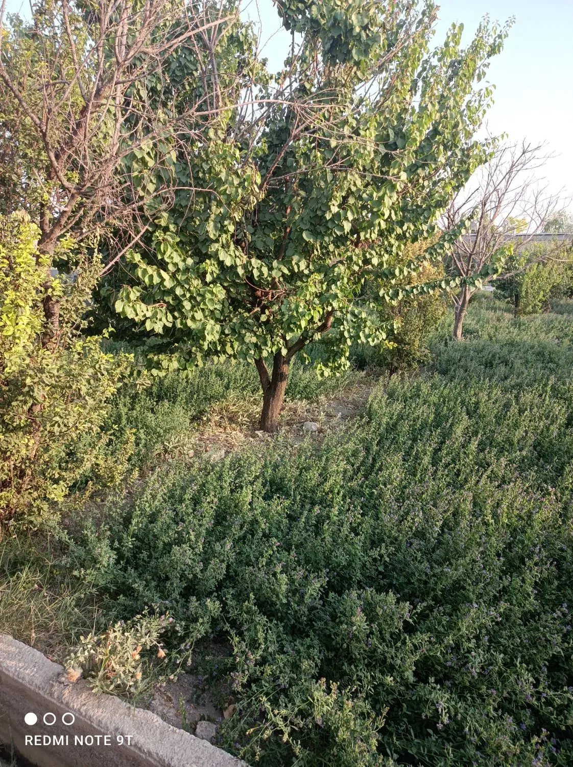 یونجه|لوازم جانبی حیوانات|اصفهان, قهجاورستان|دیوار