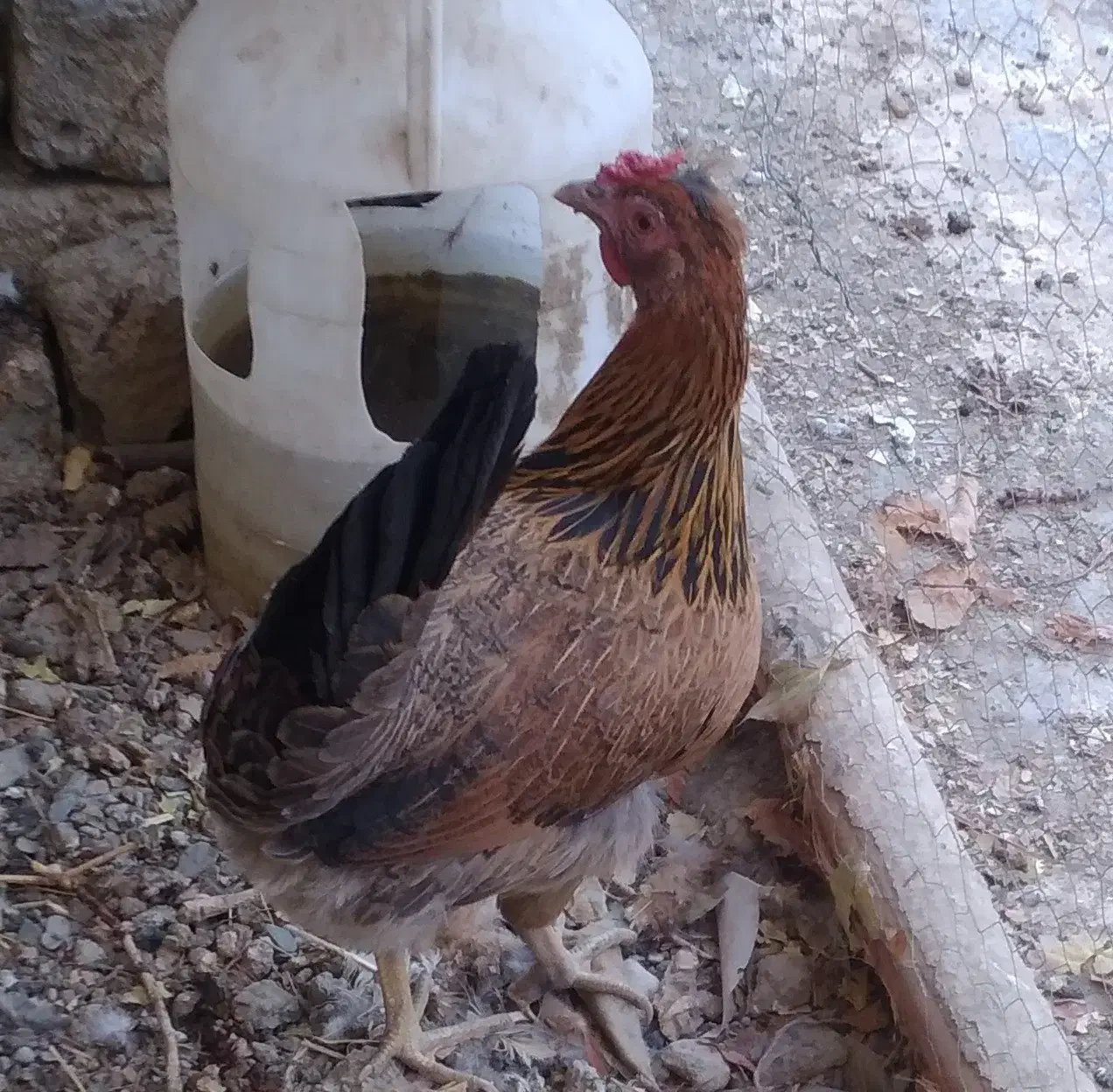 ۱۴عدد تخم مرغ نطفه دار گلین و ۴تا طاقچه|حیوانات مزرعه|مشهد, نوید|دیوار