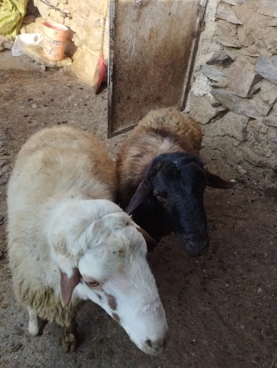 فروش قوچ داشتی|حیوانات مزرعه|دیواندره, |دیوار