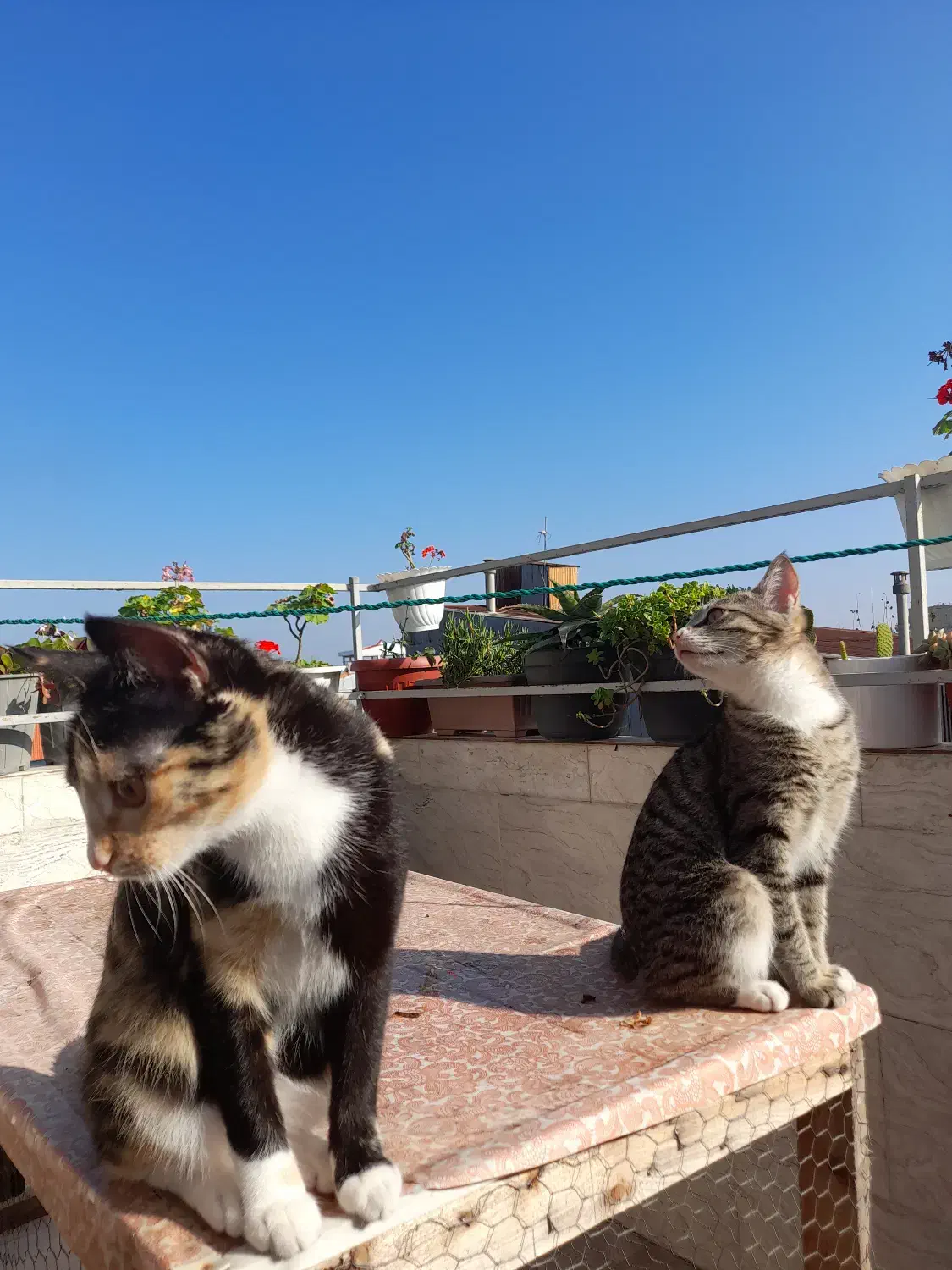 واگذاری گربه|گربه|رشت, یخسازی|دیوار