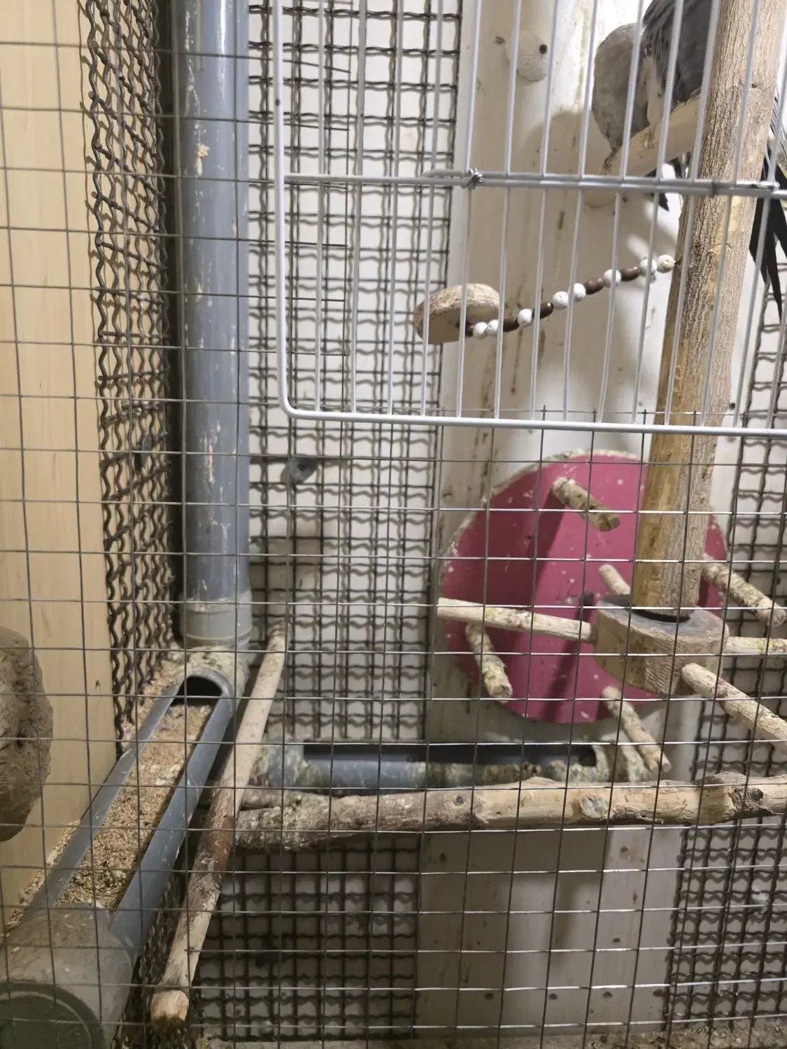 عروس هلندی|پرنده|بیرجند, |دیوار