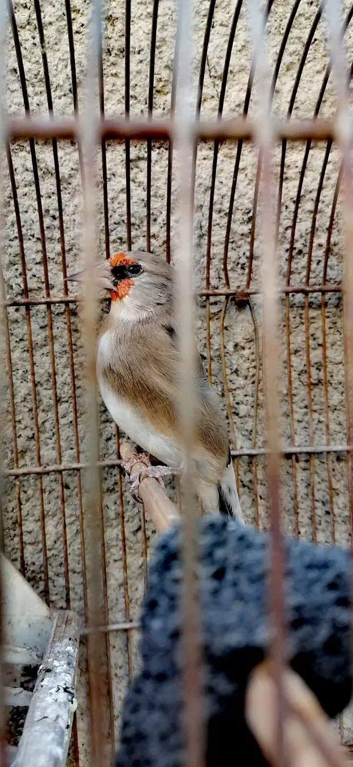 سره ماده|پرنده|تهران, اسکندری|دیوار