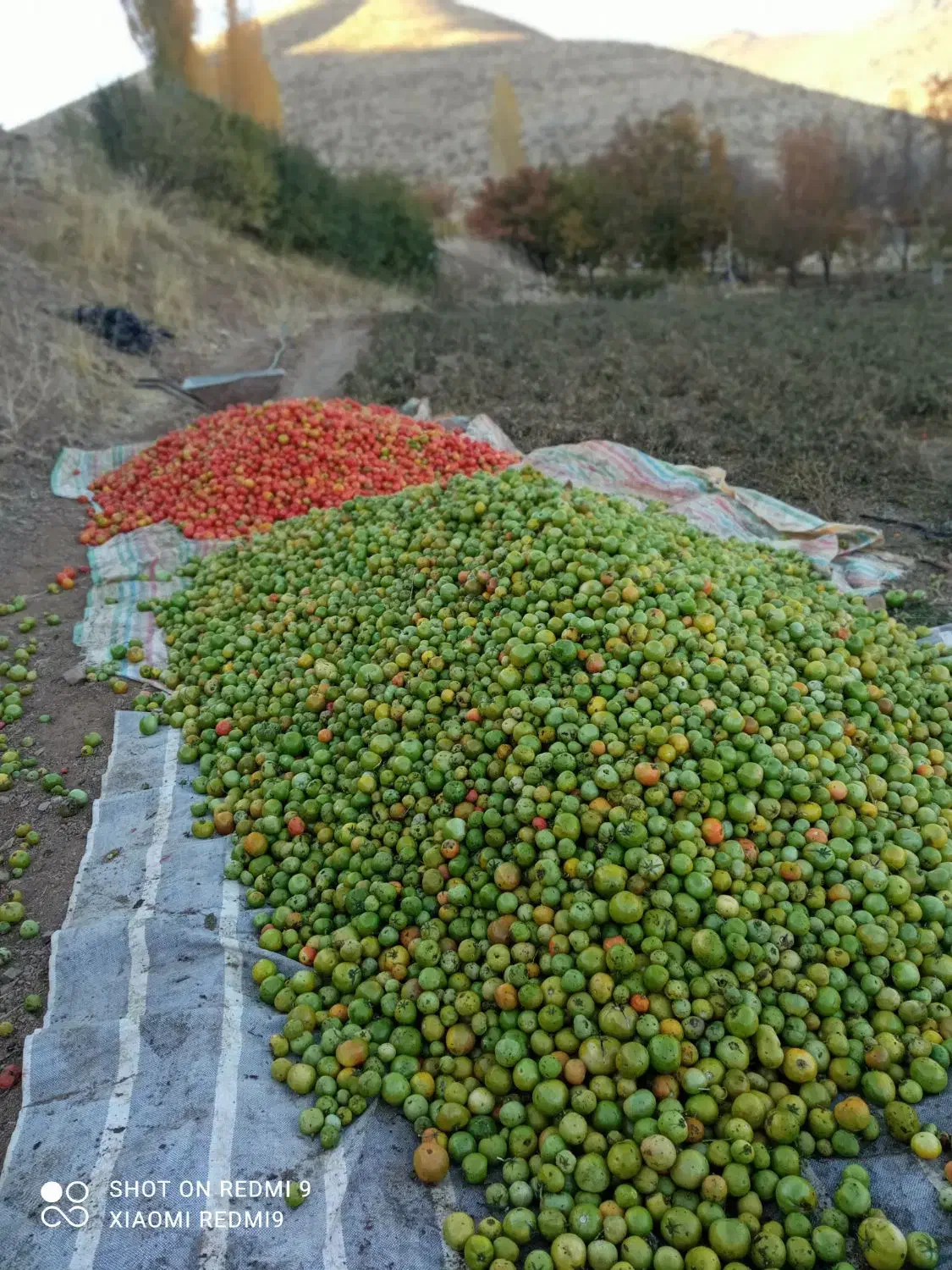 سلام گوجهفرنگی درجه یک برای فروش هر چند کیلو|عمدهفروشی|بلبان آباد, |دیوار