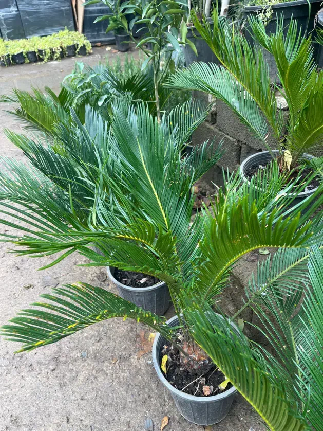 گل سیکاس|گل و گیاه طبیعی|تهران, جنتآباد شمالی|دیوار