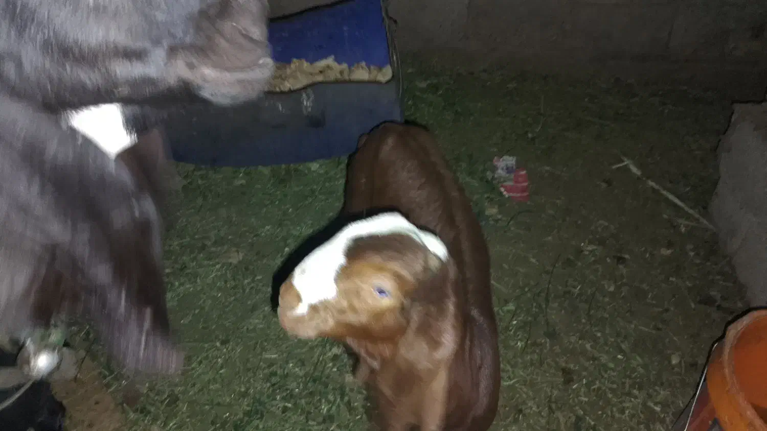 بزغاله نرپنجاب اصل زیرگلو عالی چشم صدفی|حیوانات مزرعه|پسکوه, |دیوار