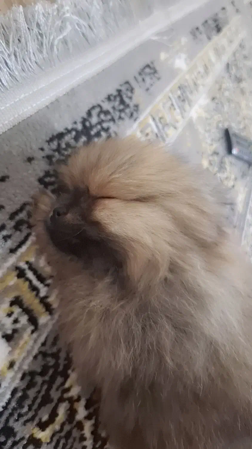 سگ پامر|سگ|محمدشهر, کوی بهار|دیوار