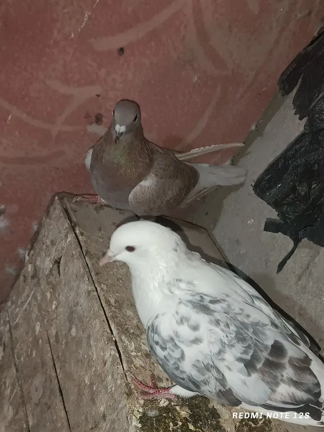 تکپر و دورگ کبوتر مال علی آباد|پرنده|خان ببین, |دیوار