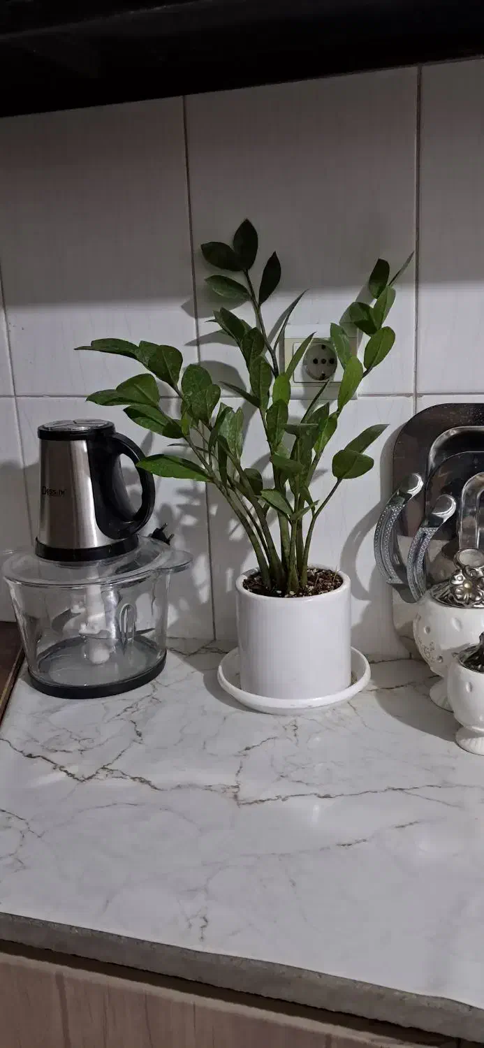 گل زامفولیا|گل و گیاه طبیعی|بیرجند, |دیوار