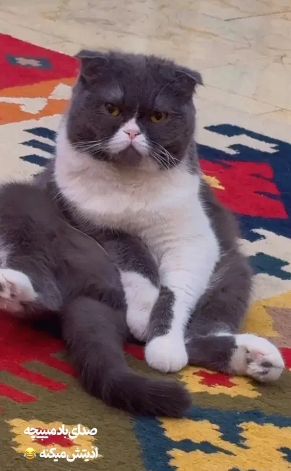 واگذاری گربه اسکاتیش بلو فولد نر عقیم نشده|گربه|کرج, شهرک بنفشه|دیوار