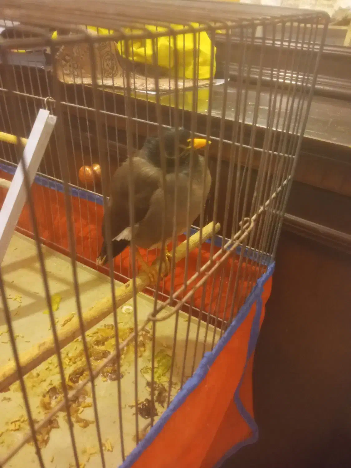 مینا سر حال|پرنده|قم, وادی السلام|دیوار